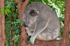 Koala bear asleep in a tree